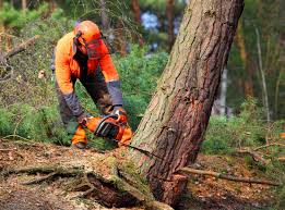 Best Tree Removal Services  in The Crossings, FL